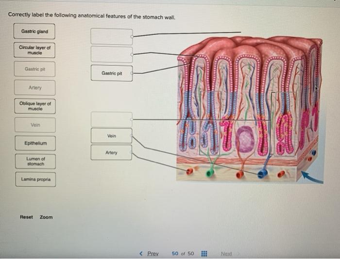 Correctly label the following anatomical features of the stomach wall