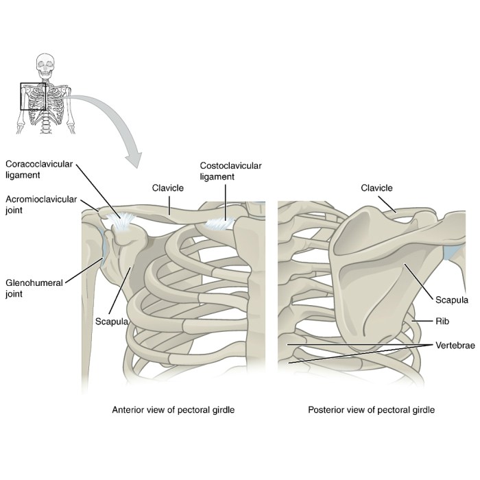 Pal cadaver appendicular skeleton pectoral girdle lab practical question 1