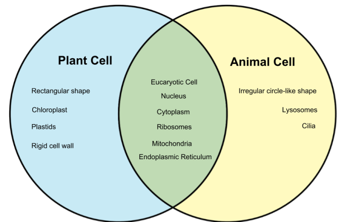 Comparing plant and animal cells venn diagram answer key