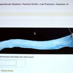 Pal cadaver appendicular skeleton pectoral girdle lab practical question 1