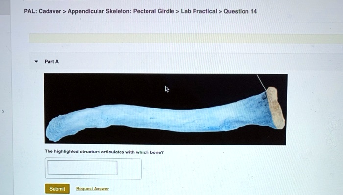 Pal cadaver appendicular skeleton pectoral girdle lab practical question 1