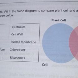 Comparing plant and animal cells venn diagram answer key