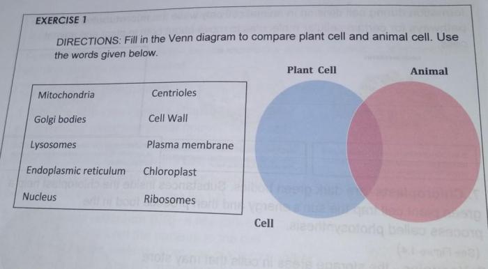 Comparing plant and animal cells venn diagram answer key