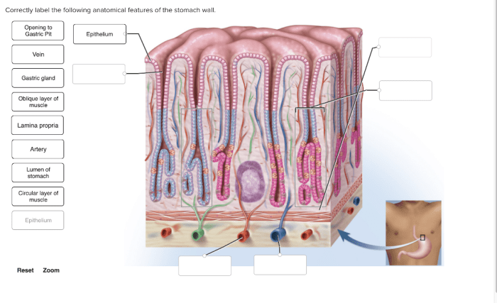 Correctly label the following anatomical features of the stomach wall