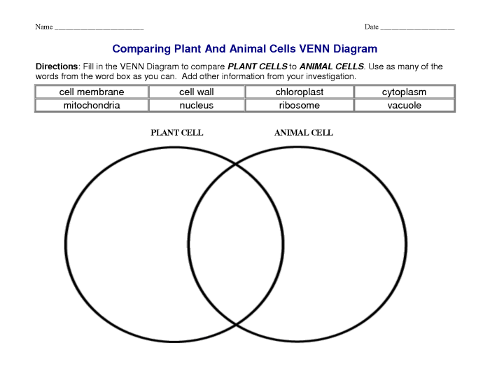 Comparing plant and animal cells venn diagram answer key